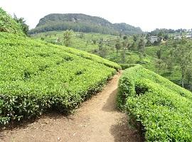 Tea Plantations, Sri Lanka